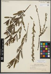 Foto von Salix purpurea L.